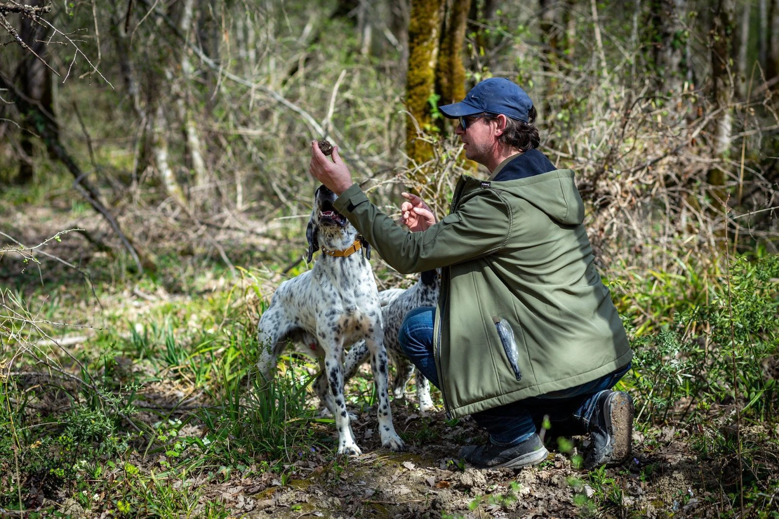 Authentic Truffle Hunting Istria tour in Motovun Forest with local hunter and dogs