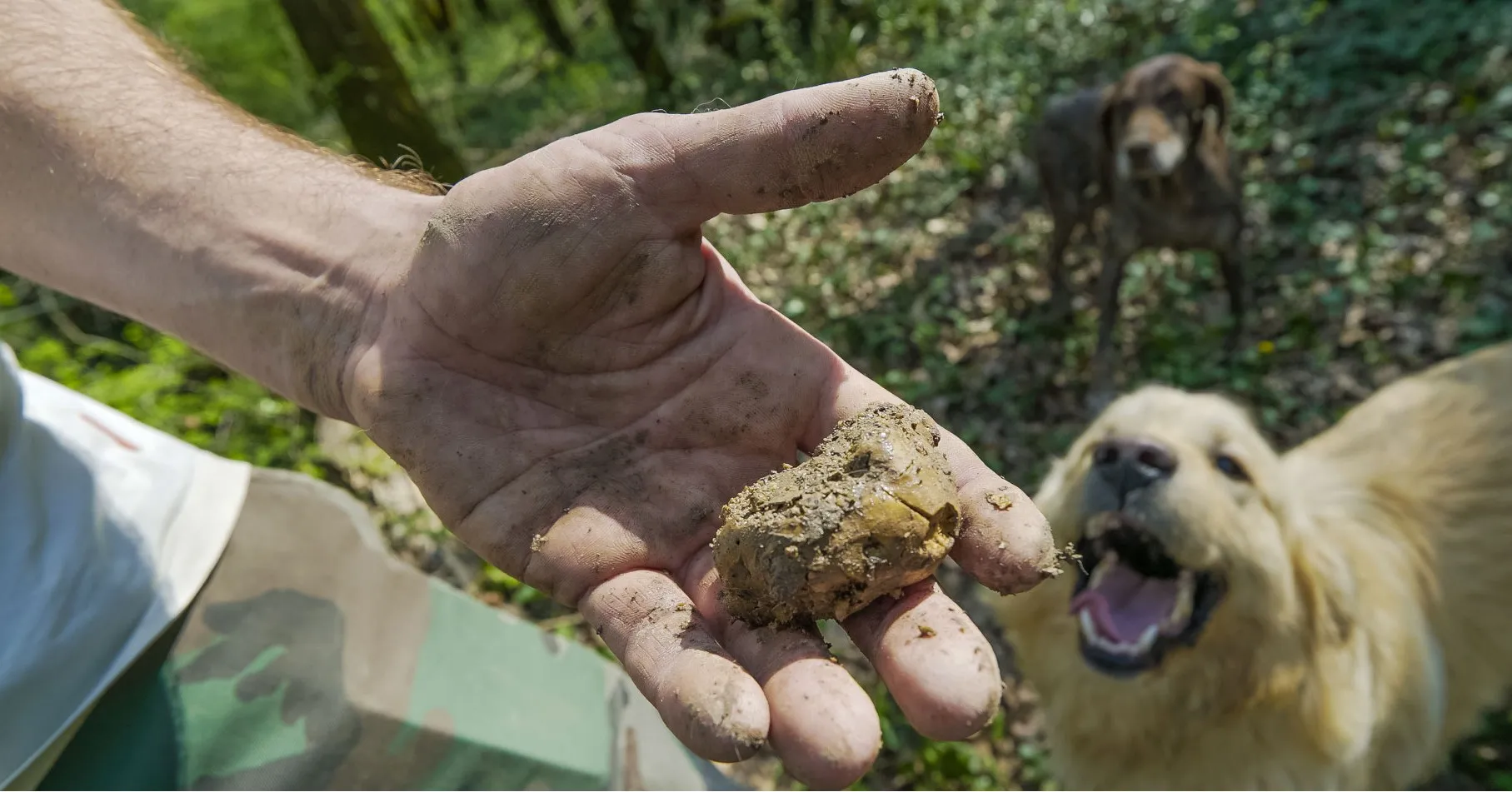 Fresh Istrian truffle held after a forest hunt near Motovun